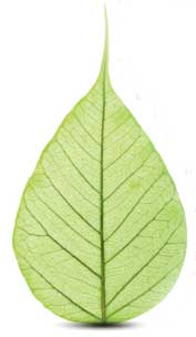 Sabic offers biobased versions