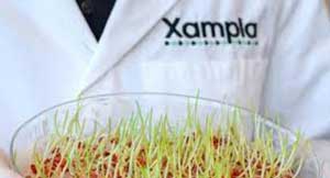 Xampla and Croda/Incotec to work on microplastic-free seed coating