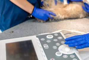 TPE solutions in veterinary medical equipment